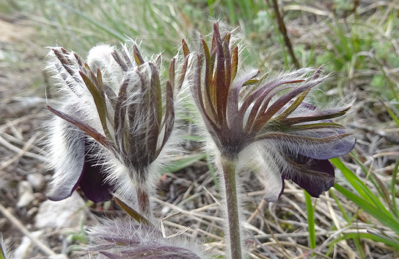 Pulsatilla montana - Ranunculaceae